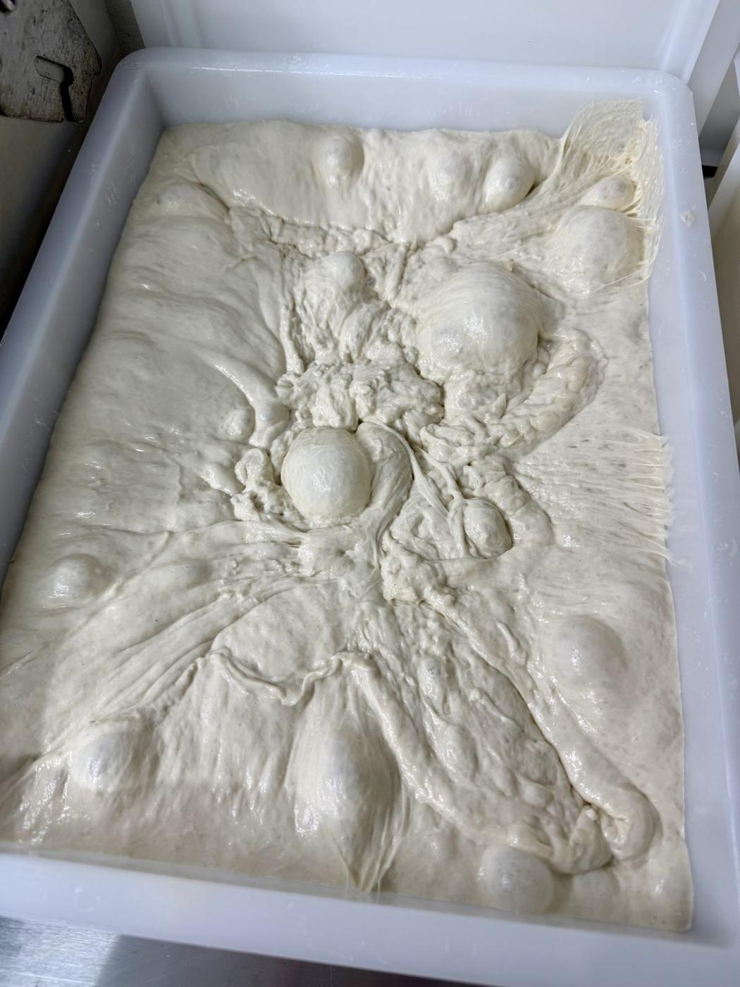 Schiacciata dough resting in a tray before it goes in the oven